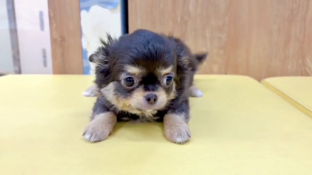 チワワちゃん - YouTube