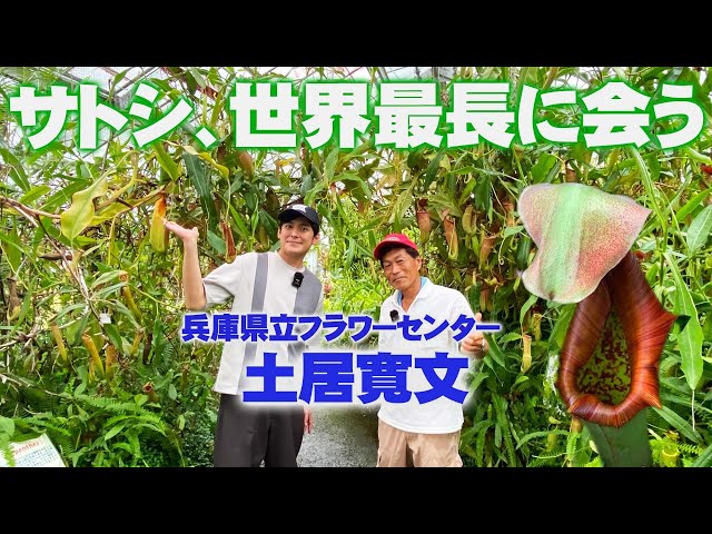 A year has passed since thenThe world's largest pitcher plant