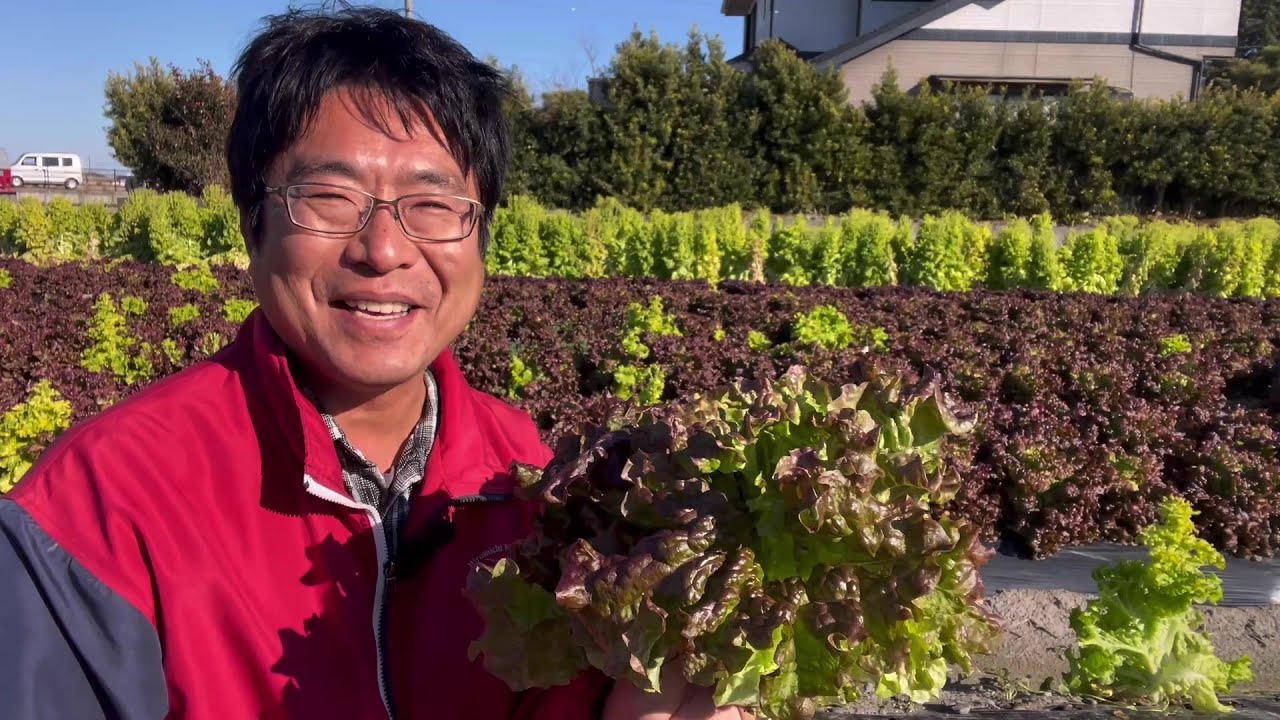 Maximize Efficiency] Sunny lettuce can be harvested twice in the