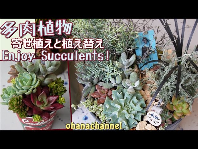 Succulents] Planting, replanting, easy small tin cans that even
