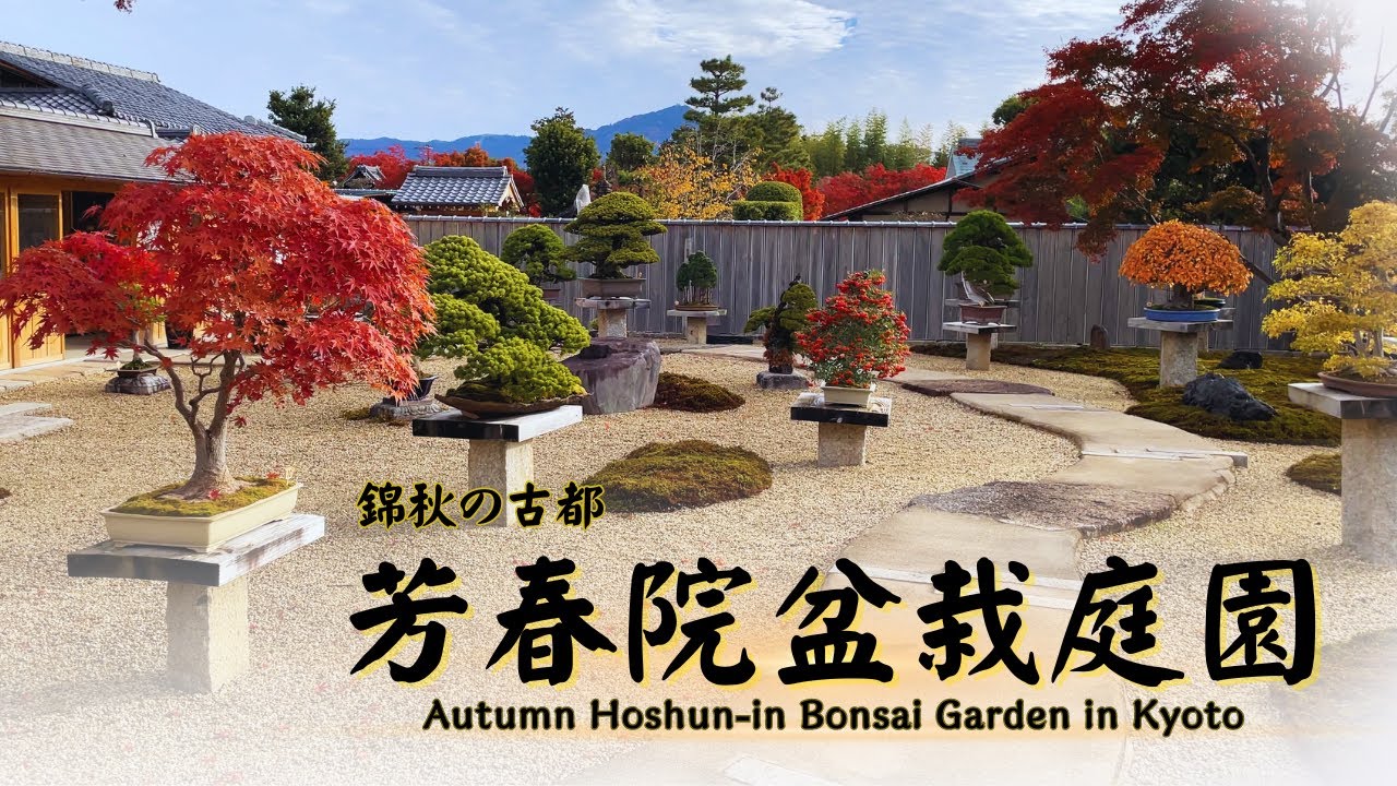 Autumn Hoshun-in Bonsai Garden - Best Seasonal Bonsai in the