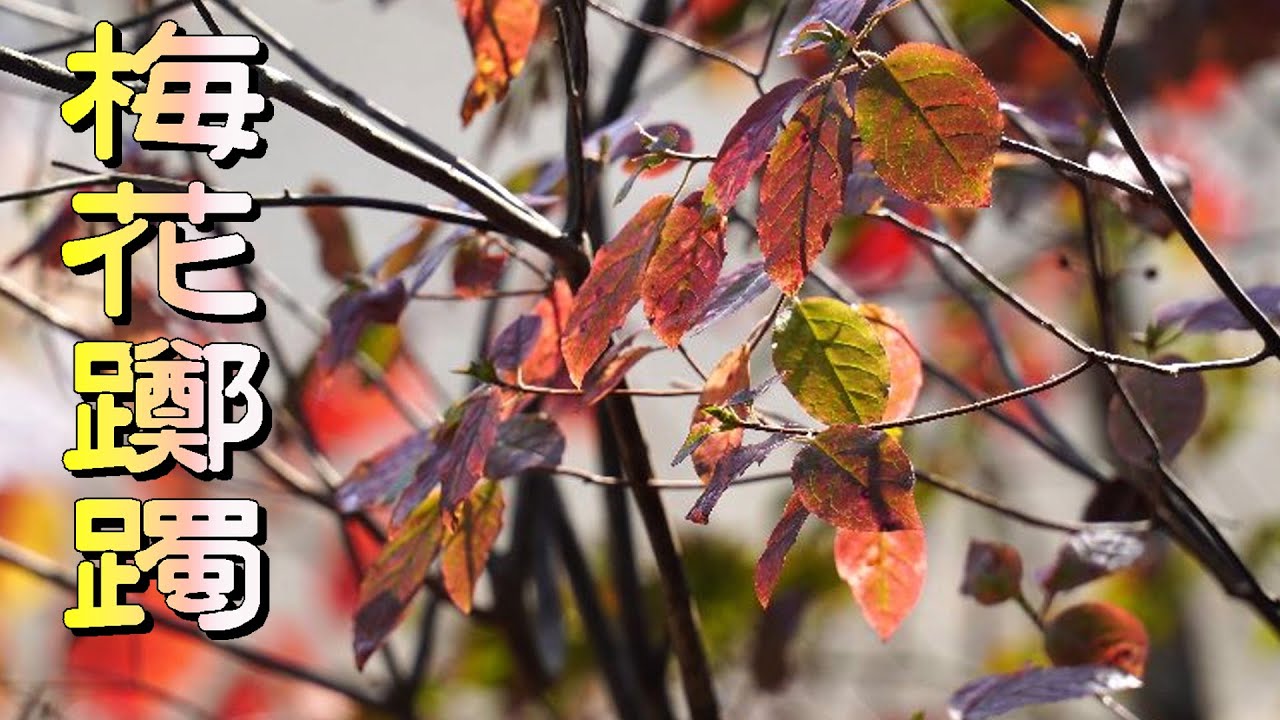 山採り自然樹形バイカツツジ紅葉 2023 - YouTube