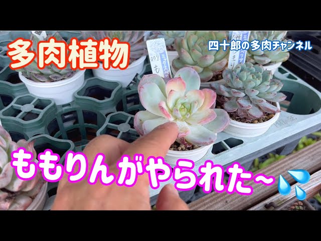 多肉植物】🍑ももりんがやられた〜💦 - YouTube