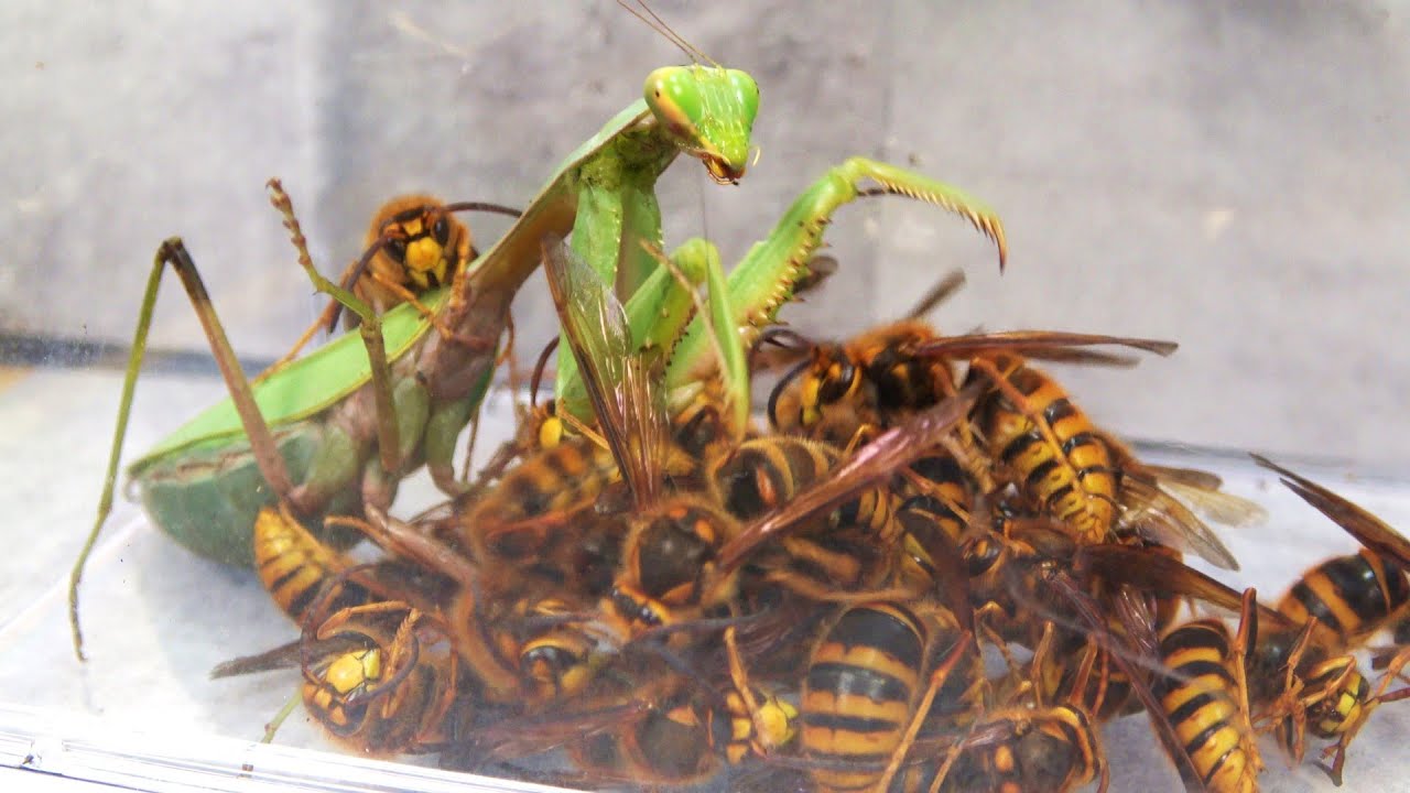 A hungry mantis is thrown into a sea of ​​hornets - YouTube