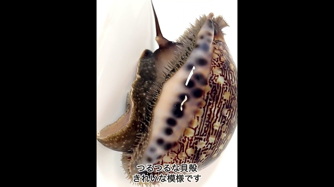 初見はびっくり！ヤクシマダカラの生体【タカラガイ】 - YouTube