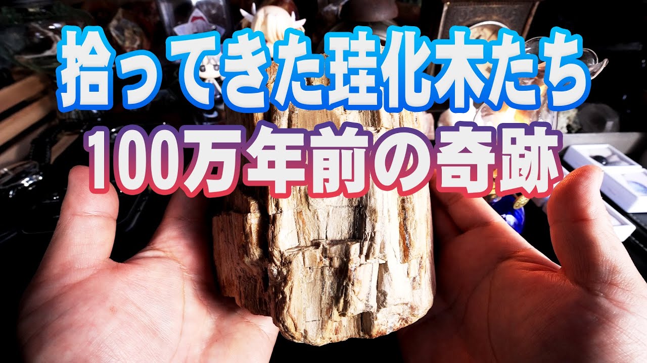 Petrified wood we found/A miracle from 1 million years ago - YouTube