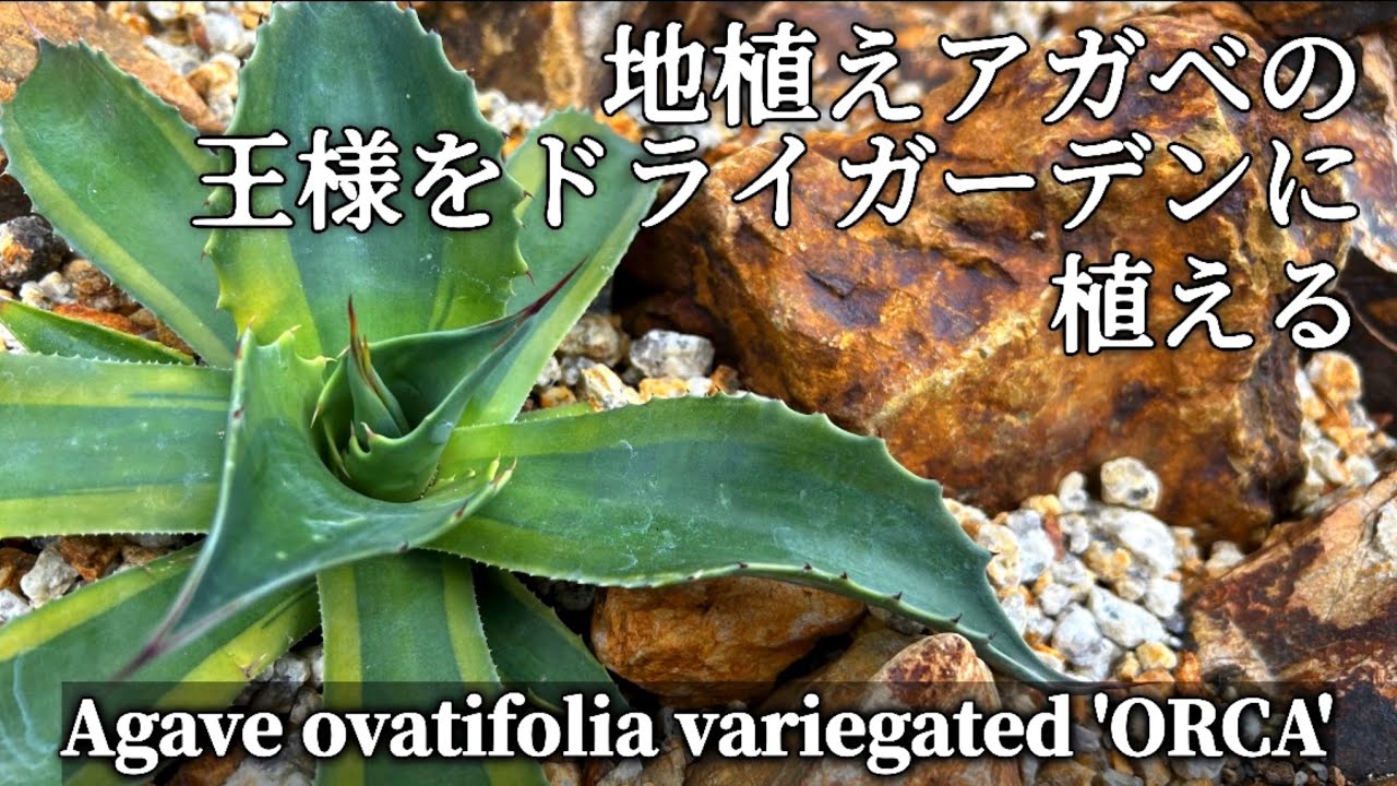 The king of ground-planted agaves] Planting Ovatifolia Orca in
