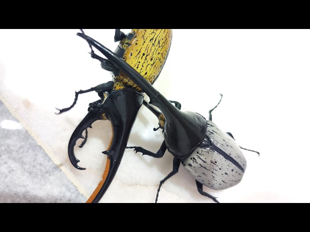 甲虫王者ムシキング X BANDAI いきもの大図鑑 - ヘルクレスオオカブト