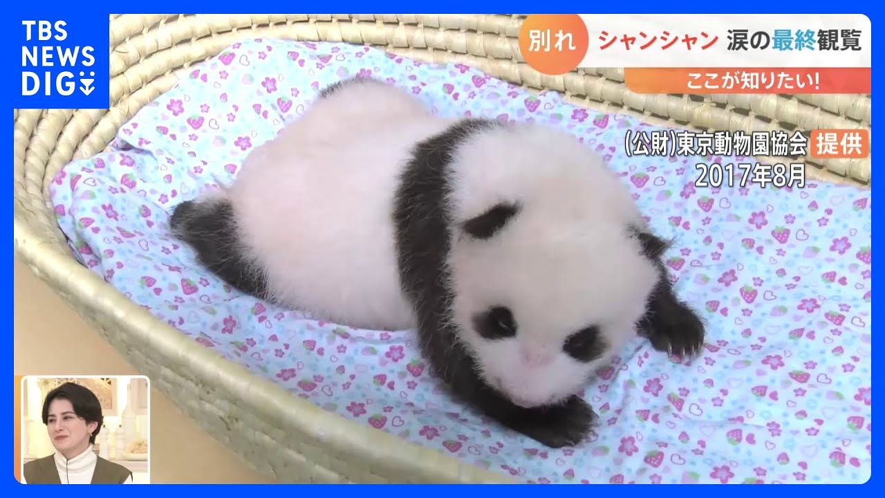 上野動物園のパンダ「シャンシャン」 涙の最終観覧 今後、中国でどんな