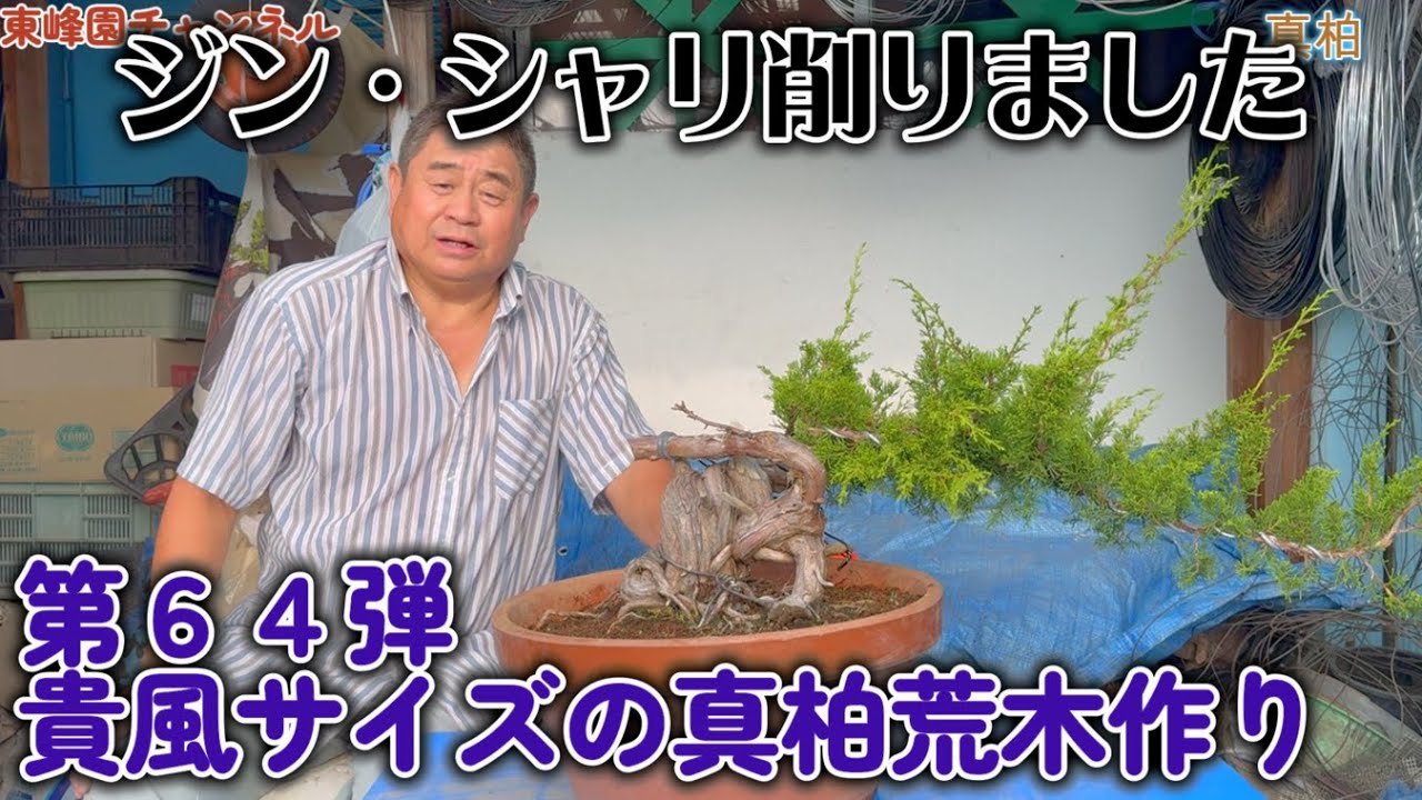 Bonsai] Part 64: Creating a Shinju Araki tree in a noble style