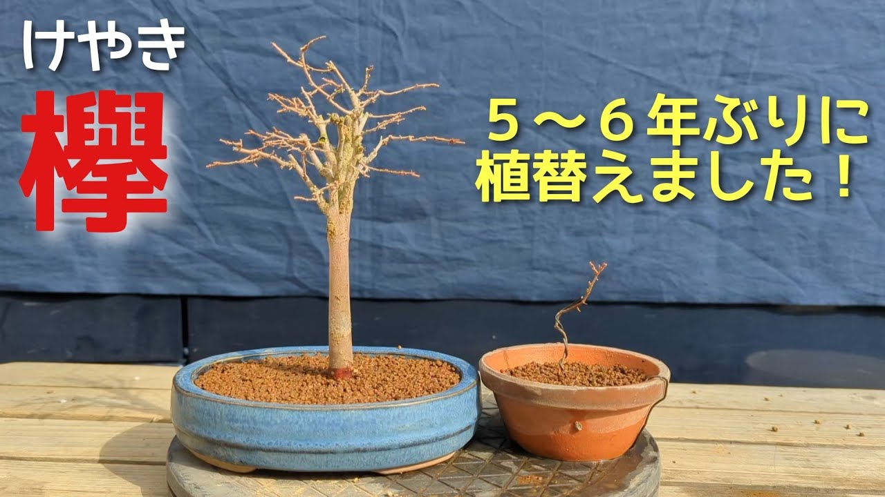 I replanted my Zelkova tree for the first time in 5-6 years! - YouTube