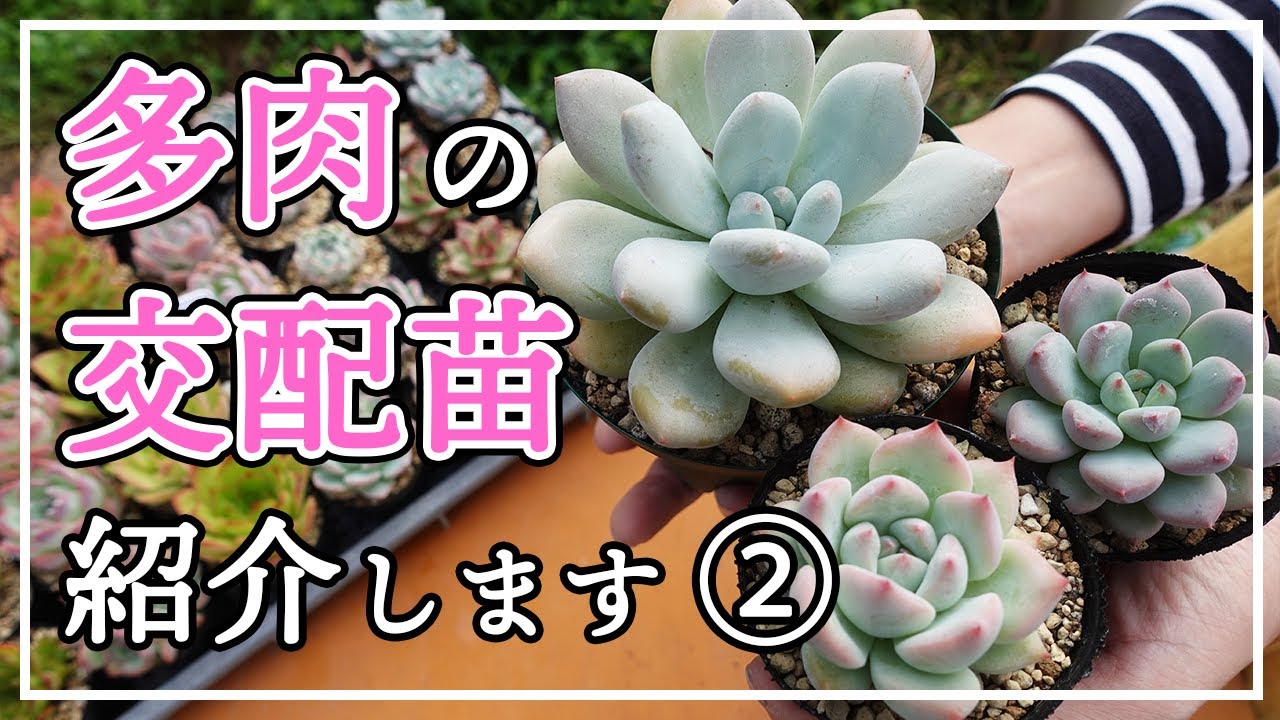 多肉植物】交配苗の紹介第2弾。今回はぷっくぷくです！ - YouTube