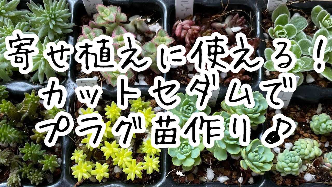 多肉植物】プラグトレイで作ろう カットしたセダムでプラグ苗 そのまま