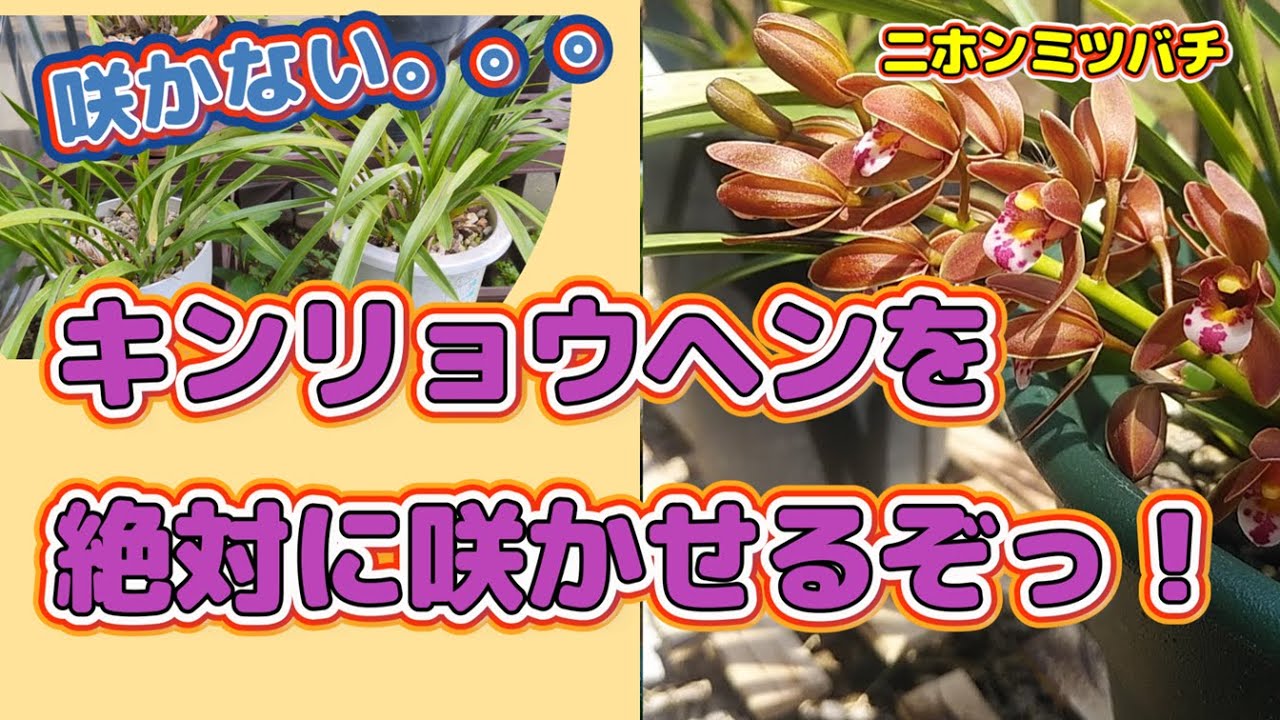 ニホンミツバチの誘引蘭「キンリョウヘン」が咲かない！その理由と