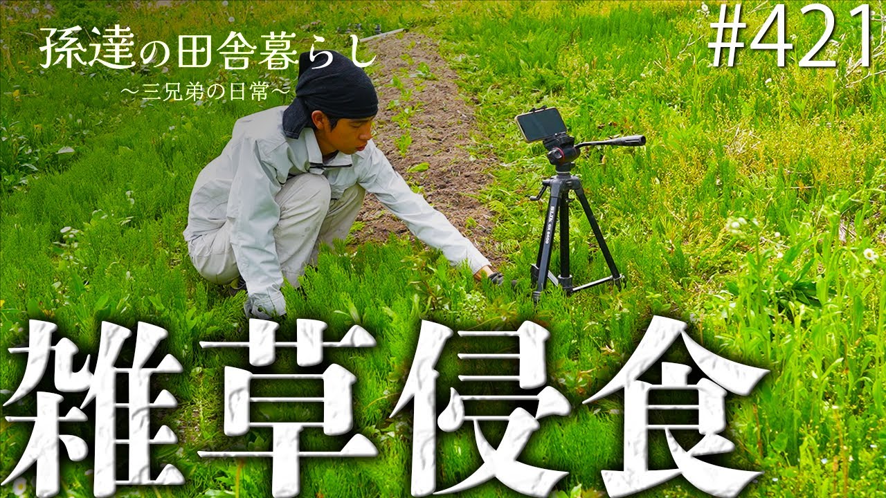 放置厳禁】荒れ果てた畑の姿に驚愕…畝を覆い尽くす大量の雑草を一掃