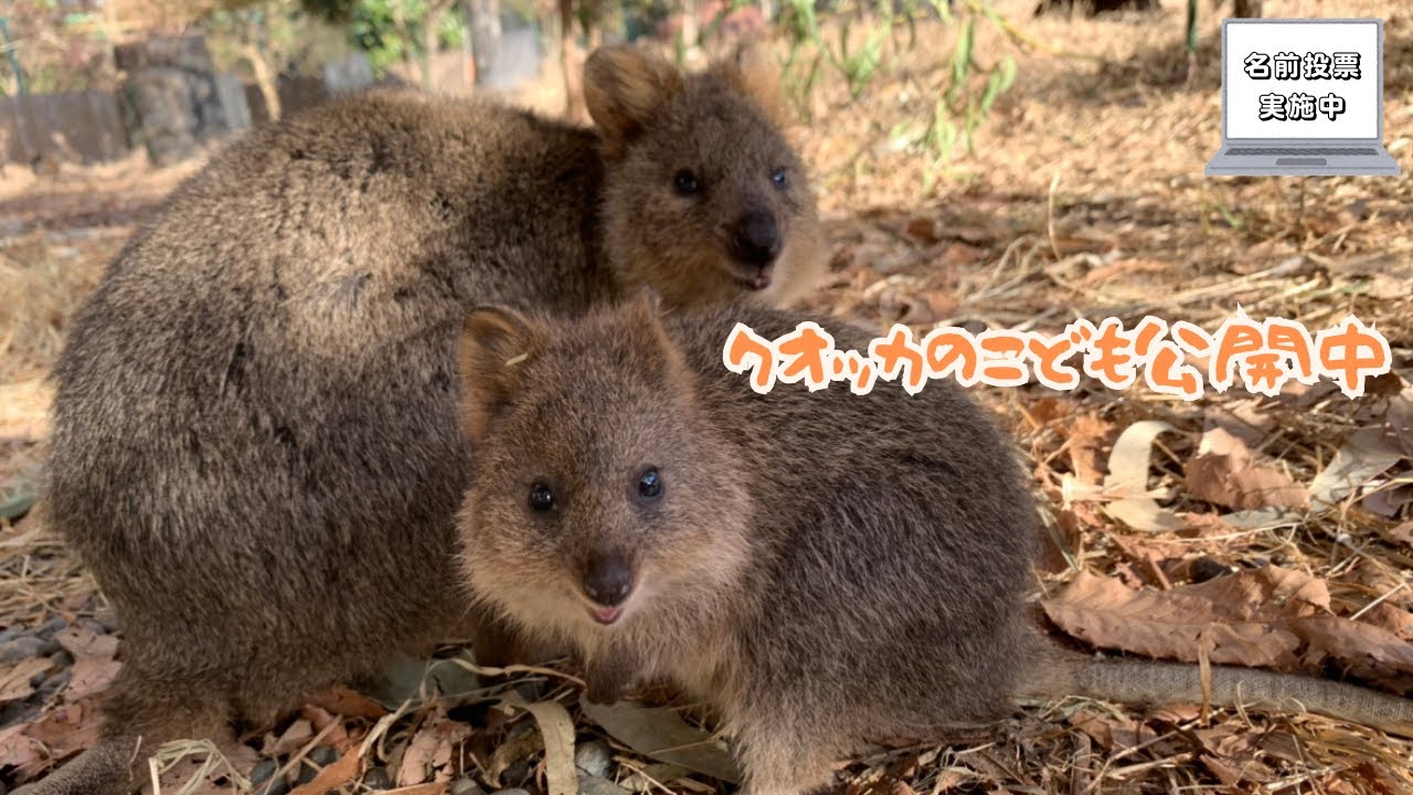 名前投票実施中】クオッカのこども-Quokka - YouTube