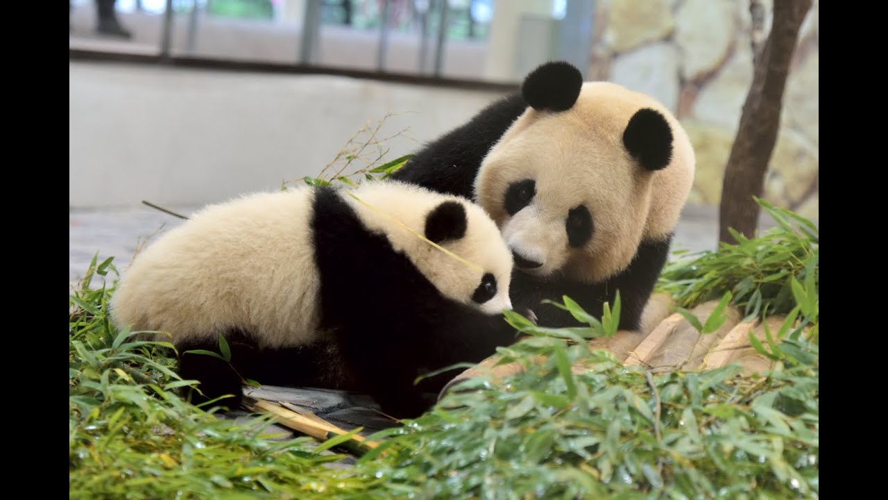 良浜】パンダ親子のパワフルスキンシップ♪【桜浜＆桃浜】 Giant panda