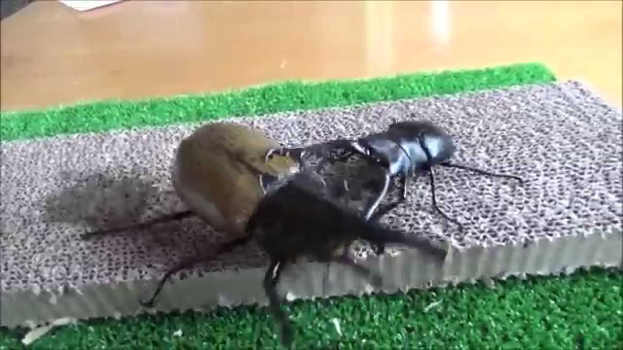 角折)ヘラクレスオオカブトvsギラファノコギリクワガタ stag beetle