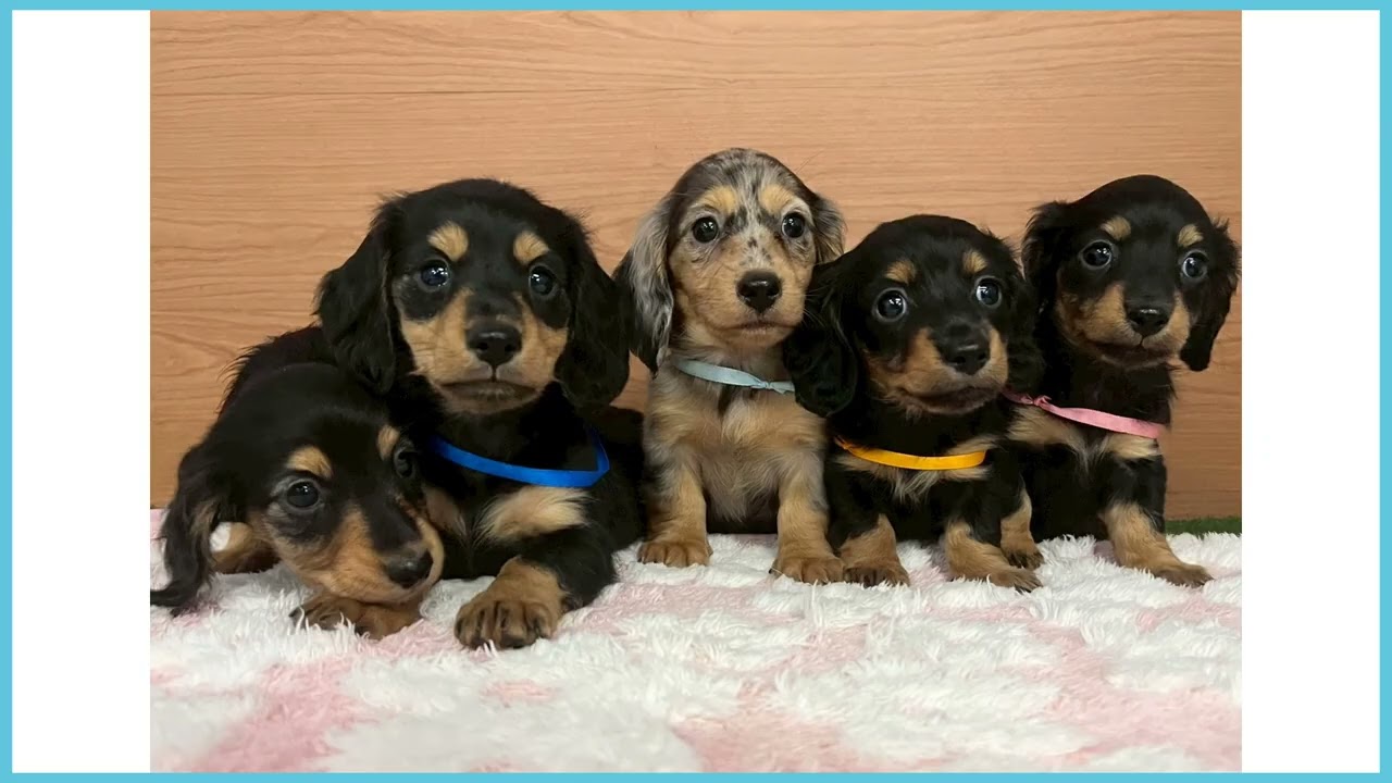 748347 M・ダックスフンド - YouTube