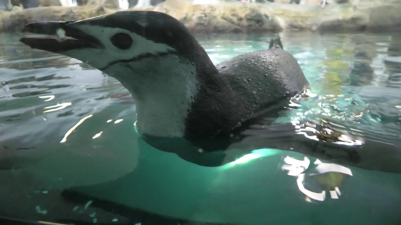 Chinstrap Penguin (ADVENTURE WORLD, Wakayama, Japan) January 18