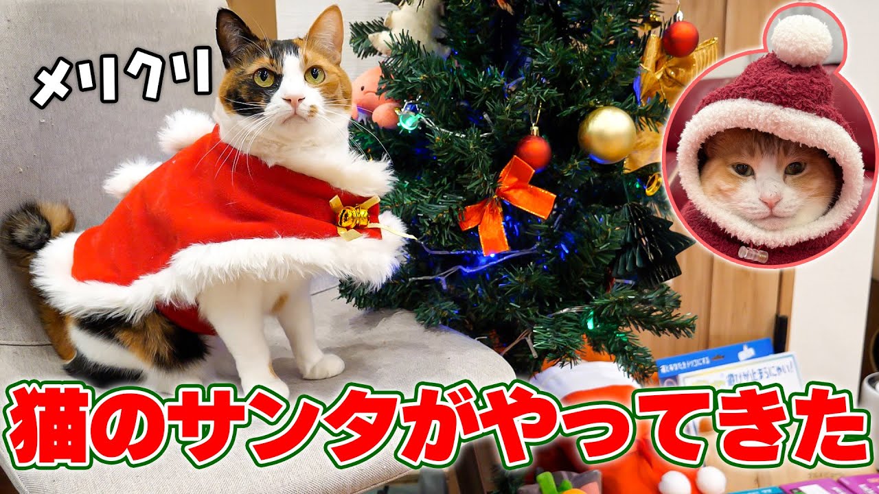 Santa has delivered presents to the cats who have been good this