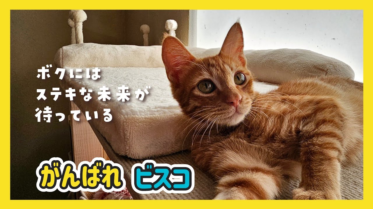 🔴【にこりら】ビスコ頑張るぞ💪エイエイオーライブ - YouTube