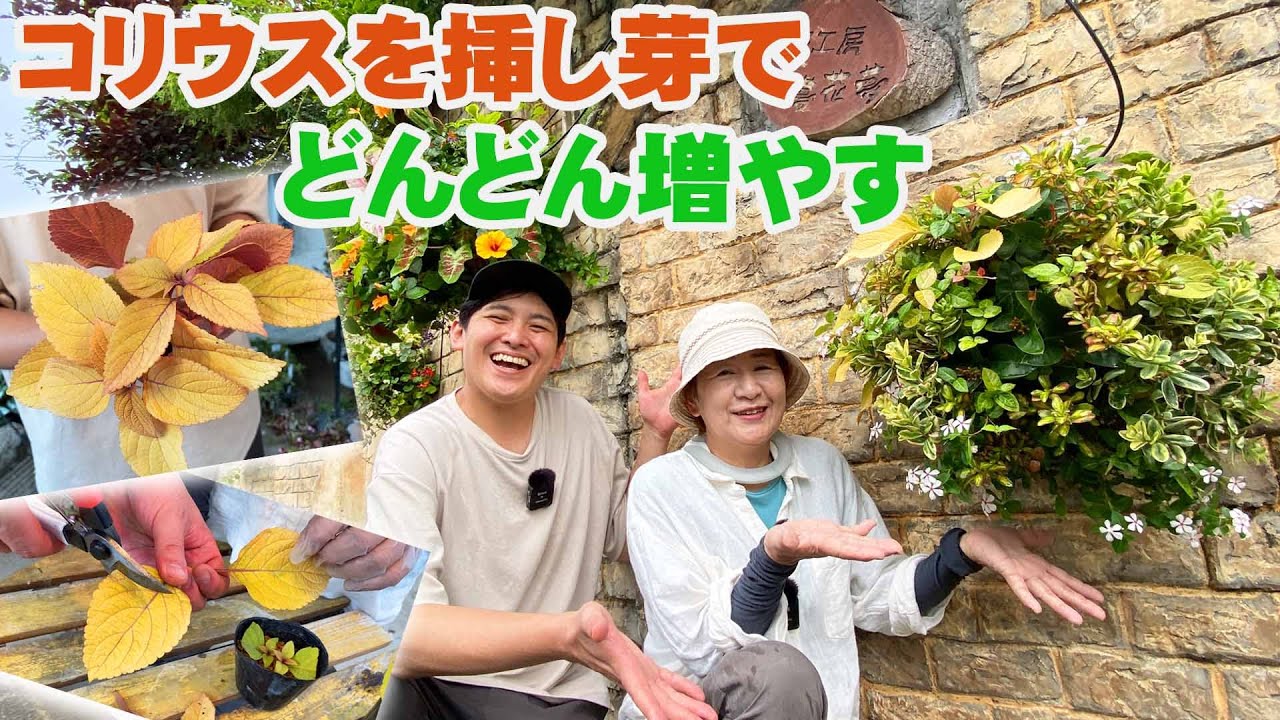 コリウスの挿し芽】ハンギングバスケットで伸びたコリウスを切る！挿す