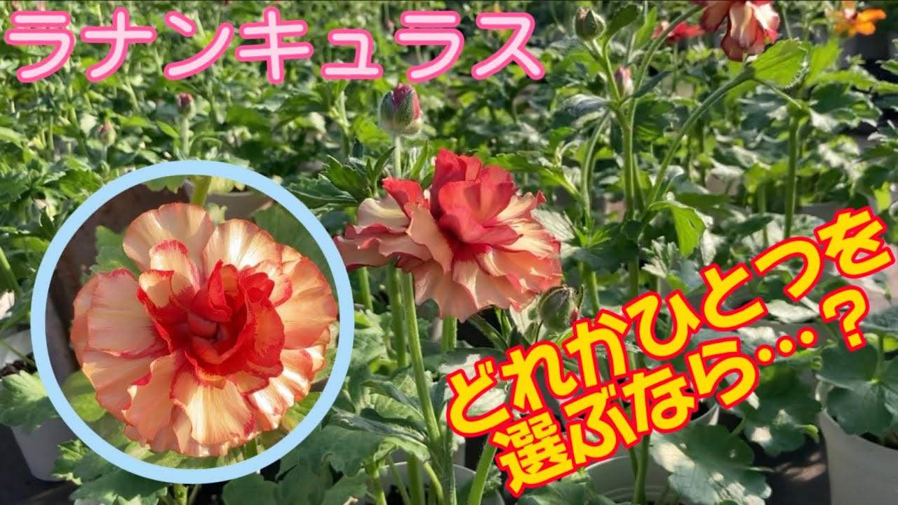 どれかひとつを選ぶなら【ランドセルシリーズ】【ラナンキュラス