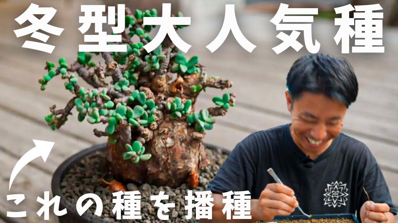 冬型塊根人気種“ケラリア・ピグマエア”の種まき！ - YouTube