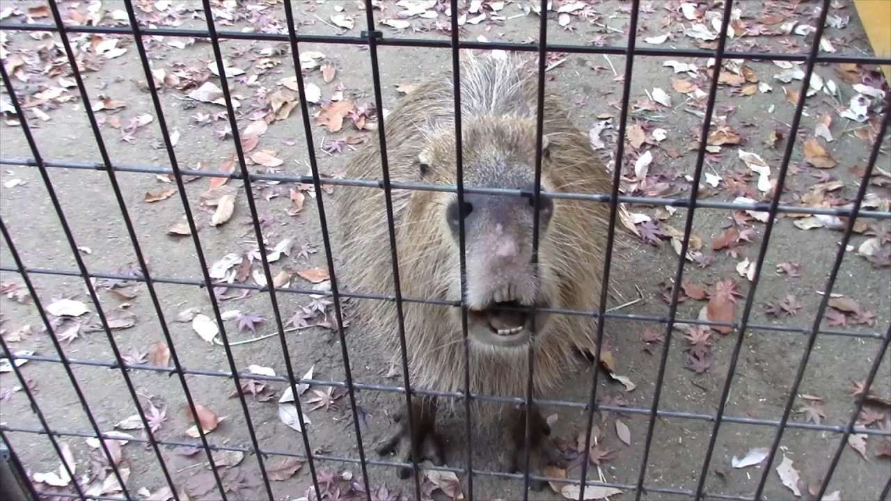 めっちゃ真ん前にいるカピバラ「ミット」 （埼玉県こども動物自然公園