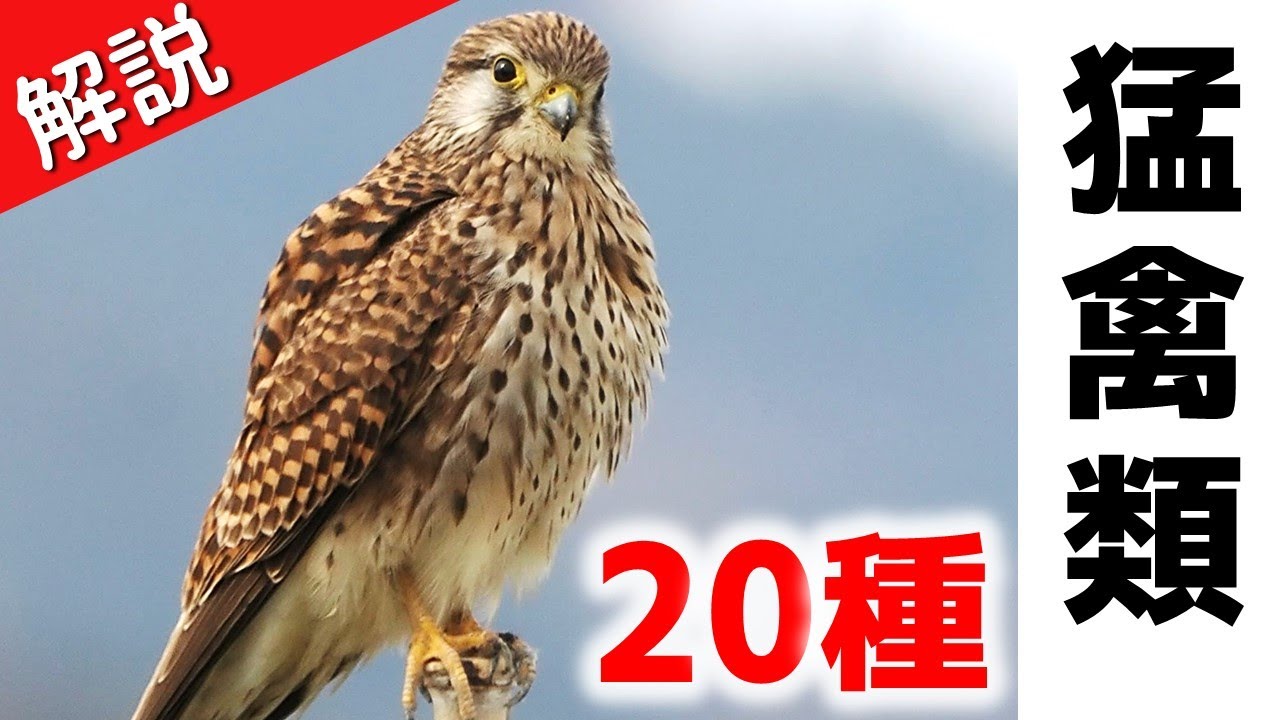 A super beginner's guide to 20 species of birds of prey in Japan