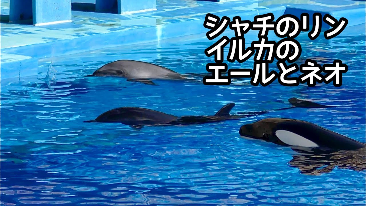 シャチのリンちゃんとイルカのエールちゃんとネオちゃん ゆっくりと