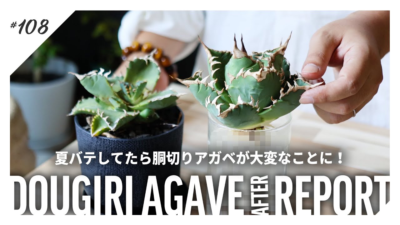 アガベ】胴切りした謎姫のその後が大変なことになっている｜オテロイ
