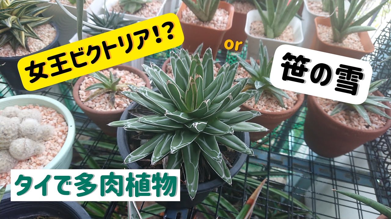 アガベ】和名は「笹の雪」！学名は「ビクトリアレジーナ」！ - YouTube