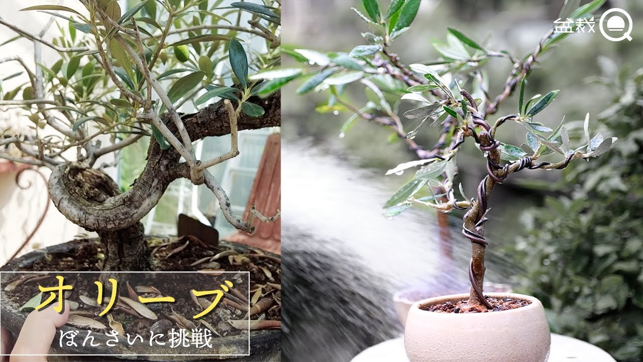 Olive] Two bonsai masters turn small olives into bonsai⁉ [Bonsai Q