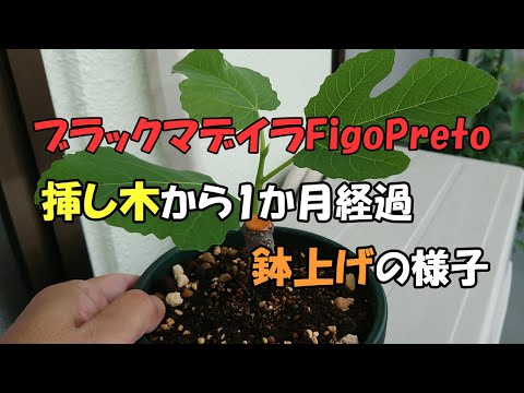 Black Madeira FigoPreto (temporary) 1 month after cutting and in a