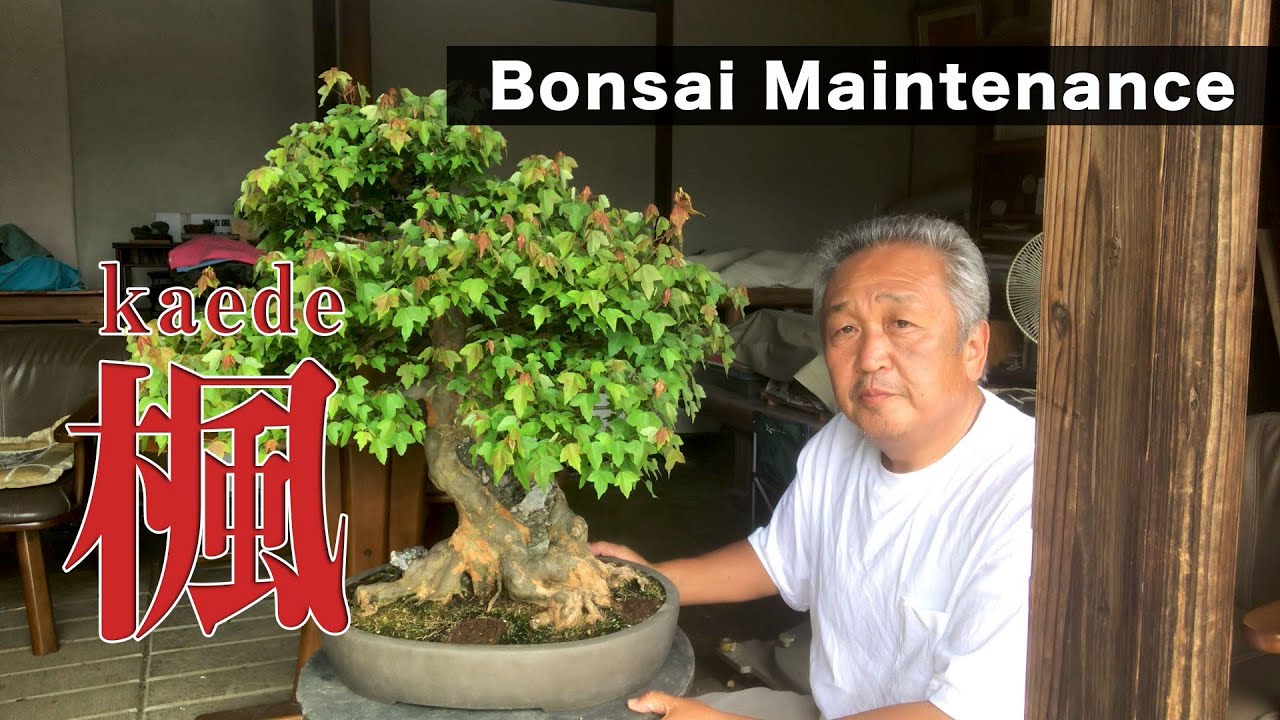 北盆】〜盆栽の手入れ〜 楓（カエデ） - YouTube