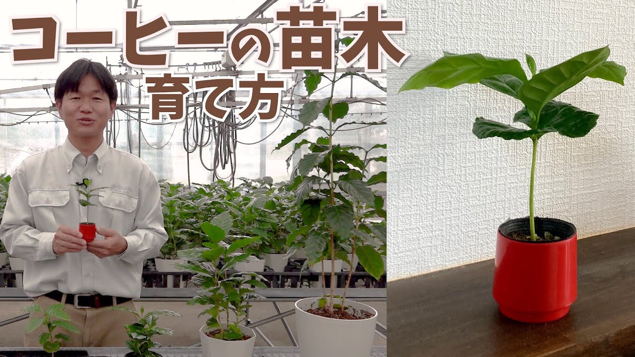 コーヒーの木 4号（3本植え）白陶器鉢｜観葉02-D2 | 観葉・多肉