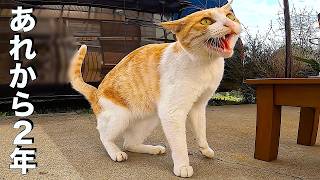 The Stray Cat Who Changed Our Life: 2-Year Story - YouTube