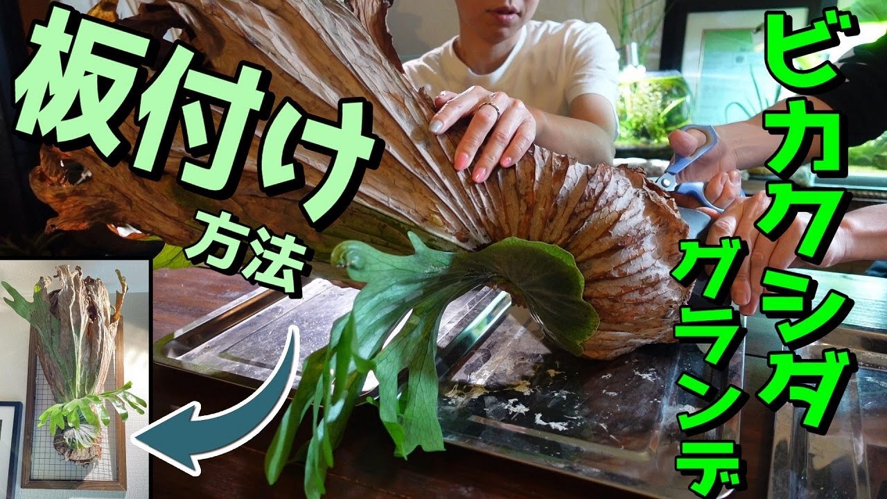 ビカクシダ】ビカクシダグランデ板付け方法（お部屋でお洒落に