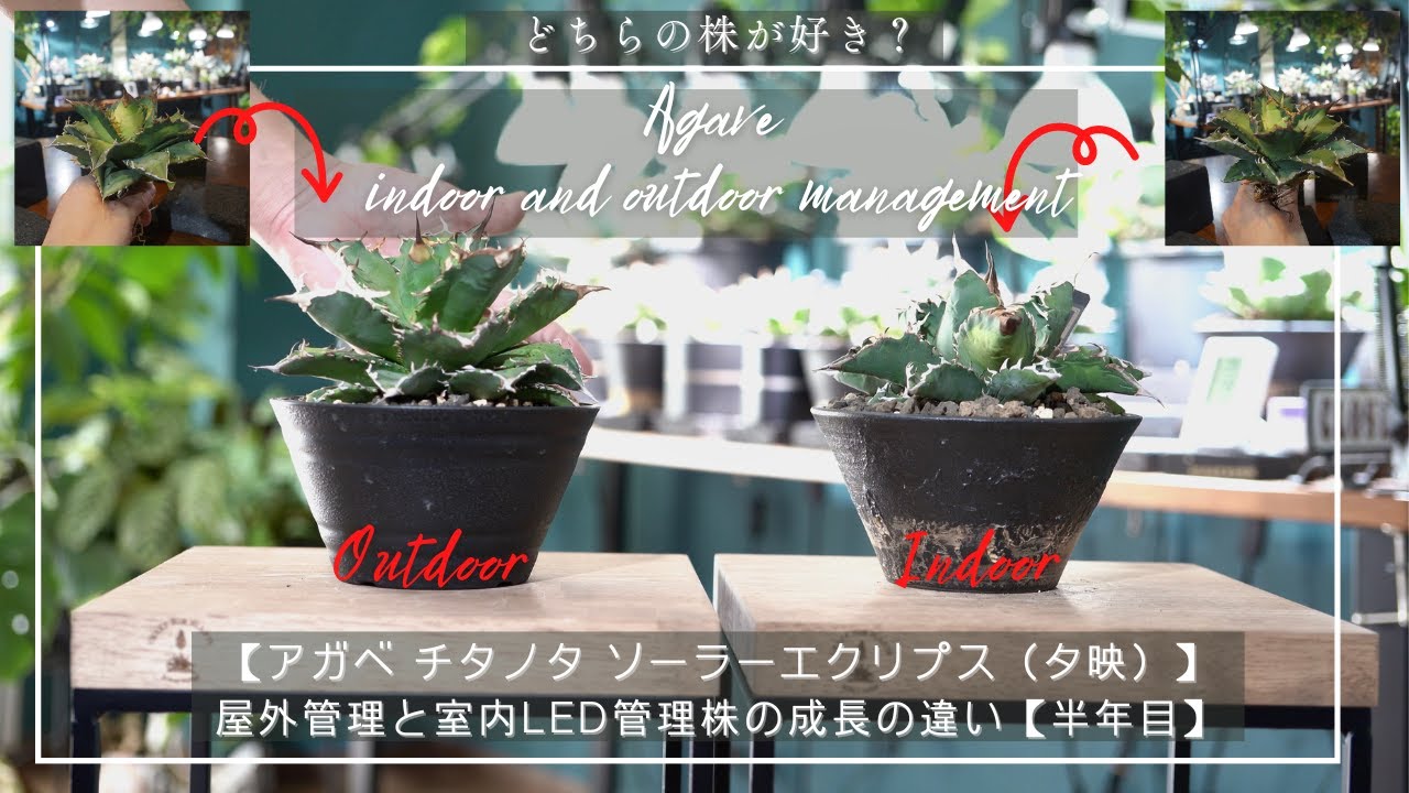 アガベ チタノタ ソーラーエクリプス（夕映）】屋外管理と室内LED管理