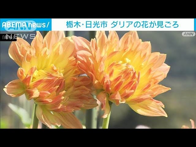 ダリア400種以上咲き誇る “感動モノ”の美しさ 日光(2024年10月20日