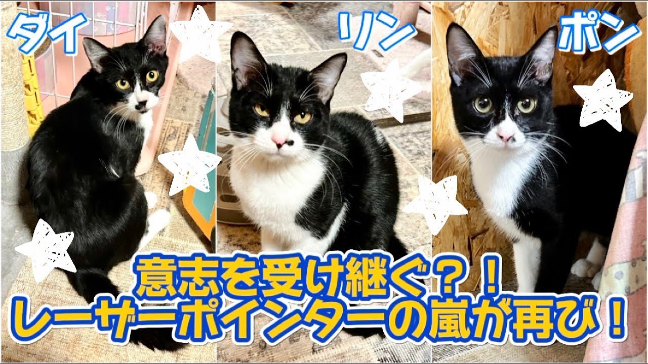 子猫】ハチワレニャンコに継ぐあの伝説(？)再び！！！ - YouTube