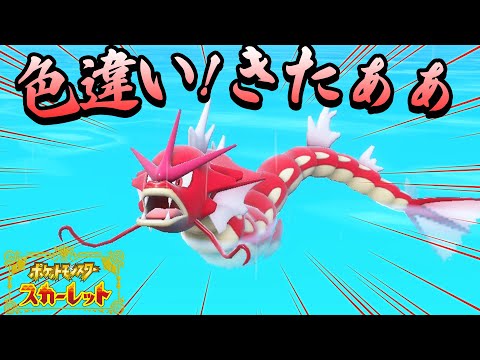 ポケモンSV】色違いギャラドスきたぁぁ！奇跡的な出会いの瞬間をみて