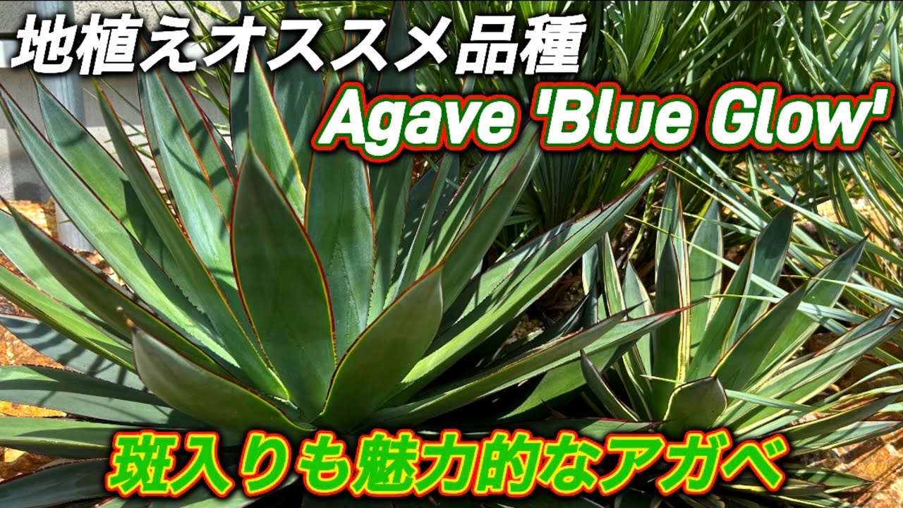 Agave 'Blue Glow'] This powerful agave is resistant to both cold