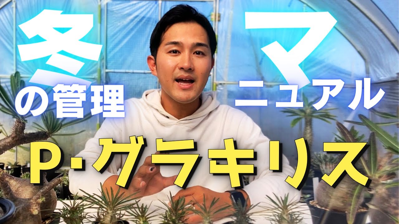 2023 冬】パキポディウム・グラキリス｜冬の管理【完全マニュアル