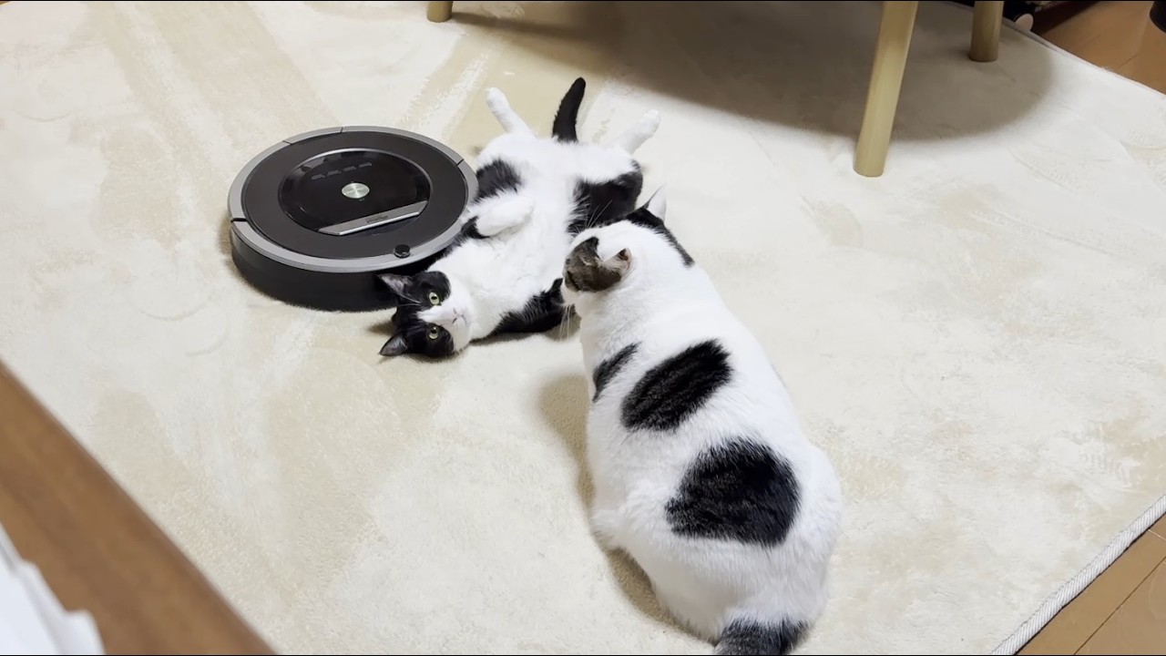 くつろぐ邪魔やな」と思う猫と「掃除の邪魔やな」と思うルンバ - YouTube