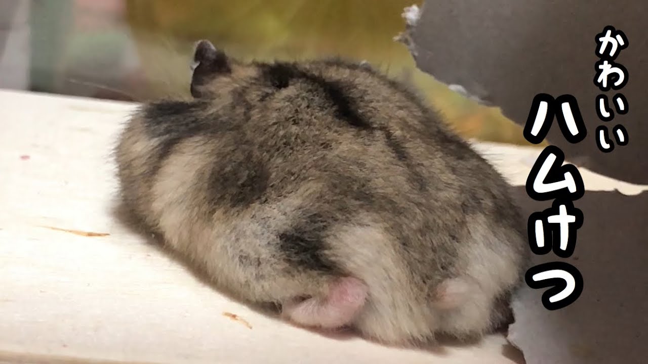 ジャンガリアン】とろけてるハムスターのハムけつとしっぽ - YouTube