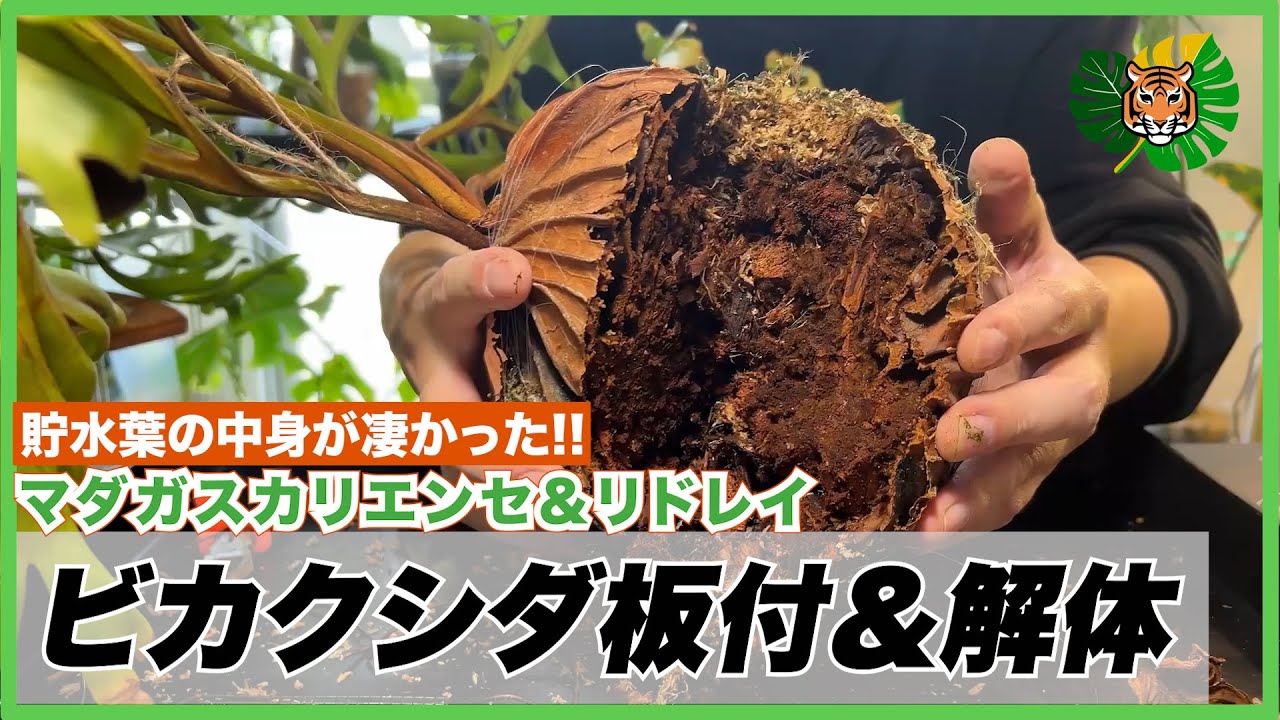 ビカクシダ】マダガスカリエンセの小苗の板付と、ワイルド株のリドレイ