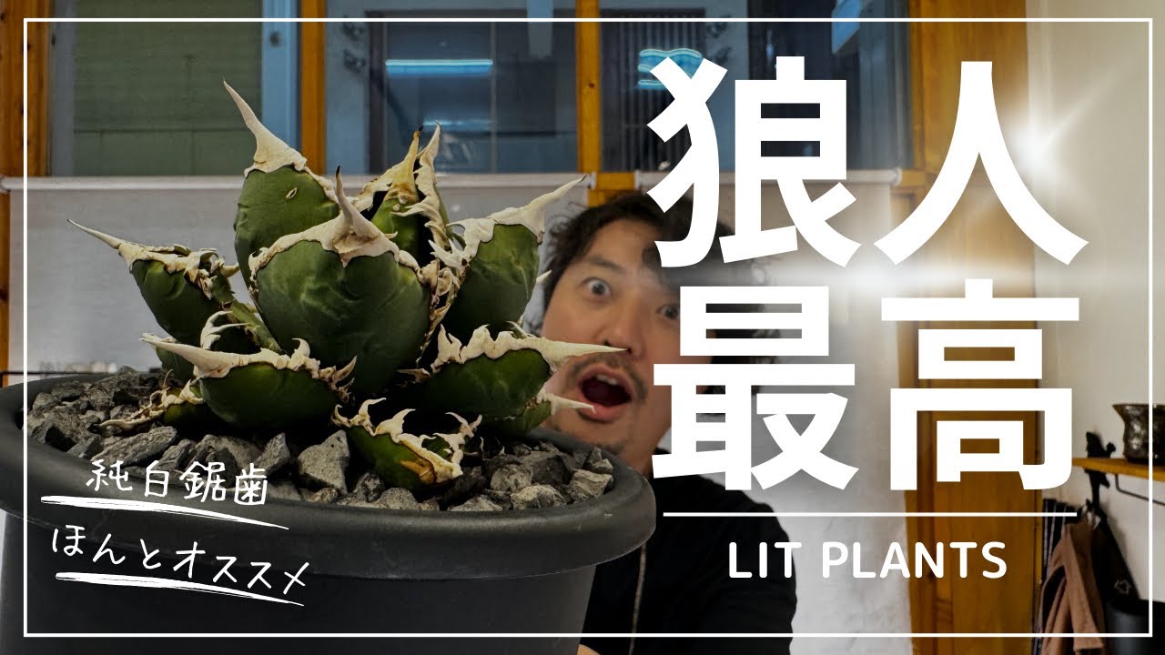 アガベでオススメな1株、狼人 - YouTube